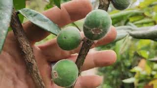 🇧🇷 cabeludinha jabuticaba amarela Myrciaria glazioviana produzindo em vaso estamos enviando 🇧🇷 [upl. by Dickey]