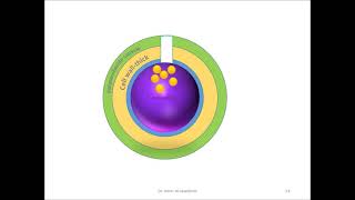 Streptococci Gram positive catalasenegative cocci Part A [upl. by Sugar939]