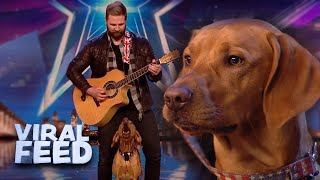 UNBELIEVABLE DOG SINGS ALONG WITH GUITAR On Britains Got Talent UNSEEN  VIRAL FEED [upl. by Aivatnuhs]