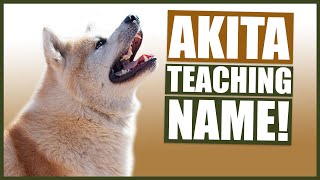 PUPPY TRAINING Teaching Your AKITA Puppy Their Name [upl. by Nolham]