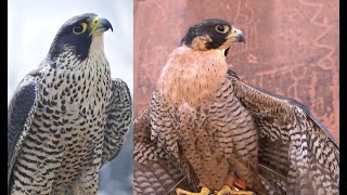 Falconry Peales vs Anatum Peregrines [upl. by Rider]