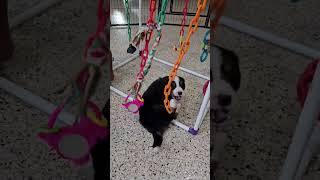 Cute Puppy Video Pike Mini Bernese Puppy woodlotcompanions [upl. by Yarw659]