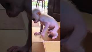 Monkey baby powerful lol 😆 Funny animalvideos funny viralvideo enjoythenatureoftheworld [upl. by Scotty]