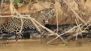 Big cats versus crocodiles can a jaguar kill a large black caiman [upl. by Chung]