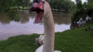 Huge Swan Protects Chicks [upl. by Konopka548]