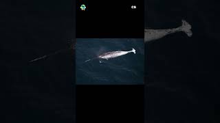 Narwhals The Mysterious Unicorns of the Arctic Ocean Narwhal ArcticWhale [upl. by Adnuhsar185]