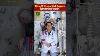 पुरूष जननांग एवं प्रजनन अंग । Male Urogenital systems viral shorts [upl. by Demeter]