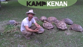 Hanging in the yard with the Sulcata and Leopard Tortoise QA [upl. by Okwu]