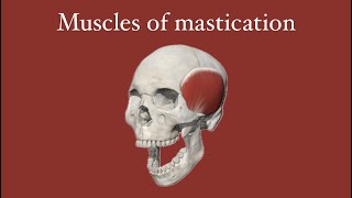 Muscles of mastication part 2 [upl. by Pazit]