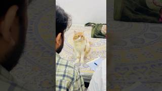 Billu is very clever😱🤣catcomedy cat billucat sajidcat comedy billicomedy funny catlover [upl. by Nylirrej90]