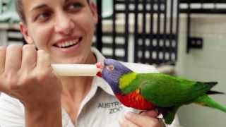 Lorikeet training for the Wildlife Warriors show [upl. by Eicnan423]