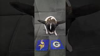 Vikings vs Packers nfl nflfootball nflpredictions week4 minnesotavikings greenbaypackers dog [upl. by Adnaerb]