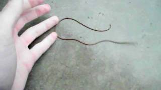 Creature from the Carport Nematomorpha Horsehair Worm [upl. by Annuahs405]