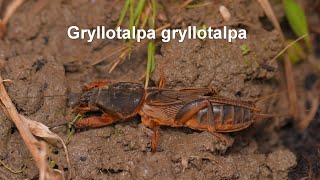 Gryllotalpa gryllotalpa  Gewöhnliche Maulwurfsgrille  European Molecricket [upl. by Little]