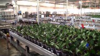 Inside Ter Laak Orchids [upl. by Melli]