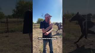 Does your horse do this equine horse horseriding horsetrainer markjenkinshorsemanship howto [upl. by Aihcsrop255]