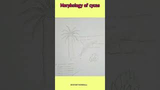 Morphology of Cycas biology botany planttissue ytshorts [upl. by Casmey421]