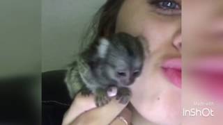 Worlds smallest monkey Marmoset momolove Video 11 [upl. by Greg]