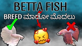 How to condition betta fish for breeding in kannada  fighter fish breeding 🥰 goldenpetskannada [upl. by Nakre]