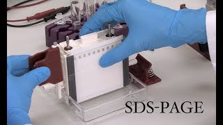 Técnicas básicas en Bioquímica electroforesis desnaturalizante en poliacrilamida SDSPAGE [upl. by Socher610]