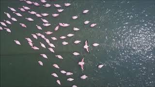 Birdlife Walvis Bay [upl. by Ellerd291]