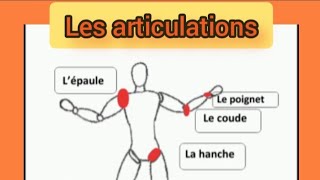 Les articulations [upl. by Euqnimod]