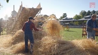 How Farmers Harvested and Threshed Wheat in the 1880s [upl. by Trilly172]