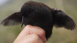 Worlds Smallest Flightless Bird  Inaccessible Island rail [upl. by Deeraf]