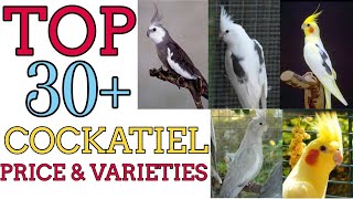 Top 30 Cockatiel Bird Price amp Varieties 750 rs to 15000 rs  Pets At [upl. by Evelyn617]