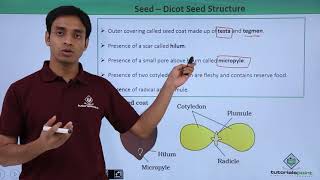 Class 11th – Seed – Dicot Seed Structure  Morphology of Flowering Plants  Tutorials Point [upl. by Nilesoy]