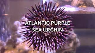 Sea Urchin Fun Facts [upl. by Aimehs]