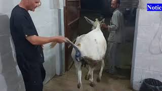 Epidural analgesia in donkey through 2nd intercoccygeal space [upl. by Eiwoh]