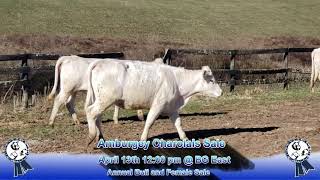 Amburgey Charolais Sale 2019 [upl. by Ahsinak]