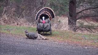 Turkeys Mating [upl. by Schug]