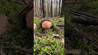 Drop your pressure cooker and take an immersive mushroom picking tour mushrooms [upl. by Emmanuel]