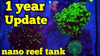 Nano Reef Tank 1 year UPDATE  Fluval Evo 135 [upl. by Aveneg]