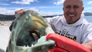 Lingcod from the half moon bay jetty lingcod desde el jetty de half moon bay🎣👍👍 [upl. by Desai]