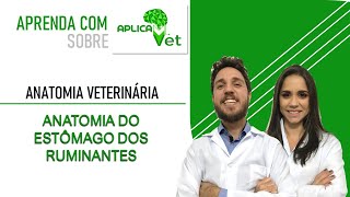 Anatomia Veterinária  Anatomia do Estômago dos Ruminantes [upl. by Margareta569]