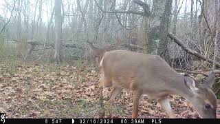 Maurepas Swamp WMA Trail Cam Videos [upl. by Euqinoj]