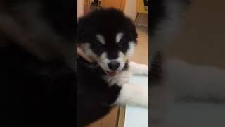 Dog Li The Junior old video like 1 month old alaska 推薦 cute pets dog doglover 熱門 [upl. by Aimej]