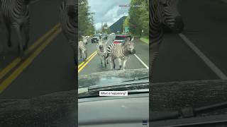 Zebras running loose in North Bend WA [upl. by Nabila]