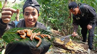 Searching for Beetle Larvae to Catch Big Fish [upl. by Irvine659]