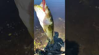 NedRigDomination shortsvideo catchinbass bassfishing fishing maineoutdoors shorts [upl. by Fachanan]