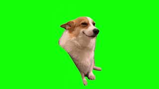 Green Screen Smiling Corgi Dog Meme [upl. by Horter]