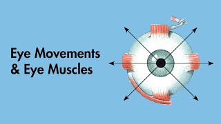 Cardinal Positions of Gaze  Eye Movements and Eye Muscles  Cranial Nerves  MEDZCOOL [upl. by Anastice]