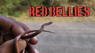 FIELD HERPINGTONS OF RED BELLIED SNAKES AND MORE [upl. by Vez]