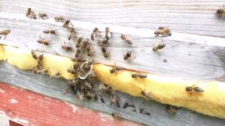 Simple Technique to Stop Wasps Getting into Bee Hive [upl. by Adlemi609]