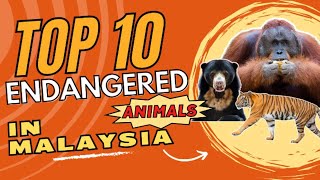 10 Endangered Animals in Malaysia🐅  Extinction Species🦧  Animal Protection🐘 [upl. by Demetra]