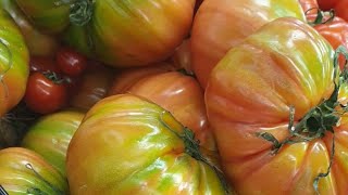 Beefsteak is a type of American tomato and one of the largest varieties of tomatoesviral [upl. by Uriah794]