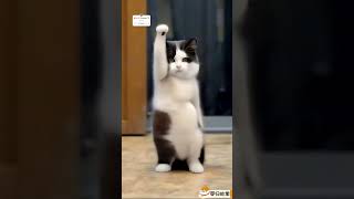 Funny animals video 🤣😂 CUTE animals dance video 😍 The Dramatic cats dogs dance 😂🤣😻🐶shortsfeed [upl. by Uzzi]